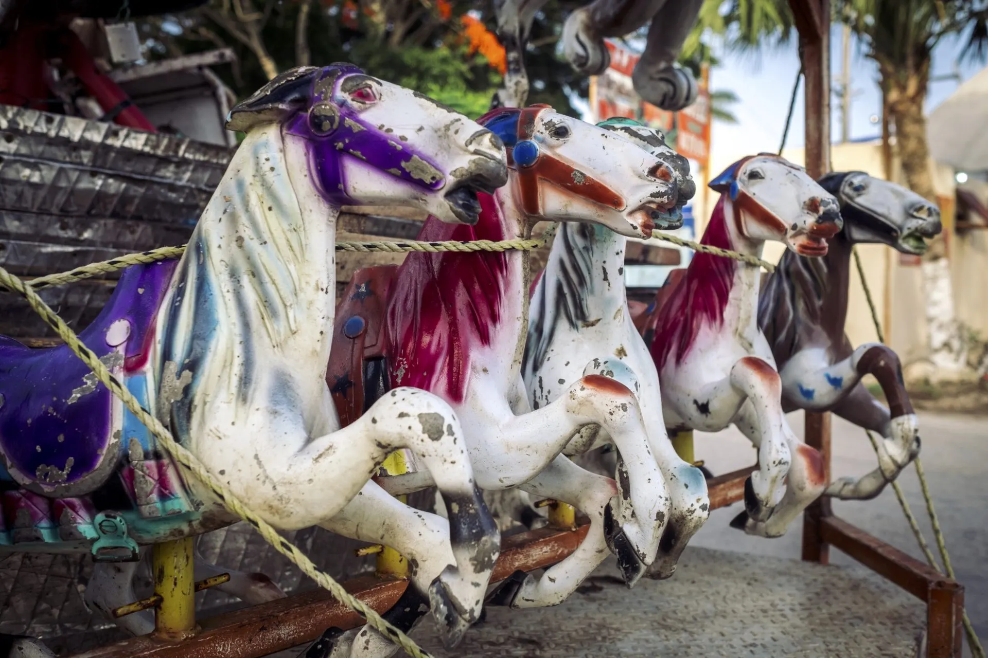 Wild horses, Yucatán, Mexique, 2016.