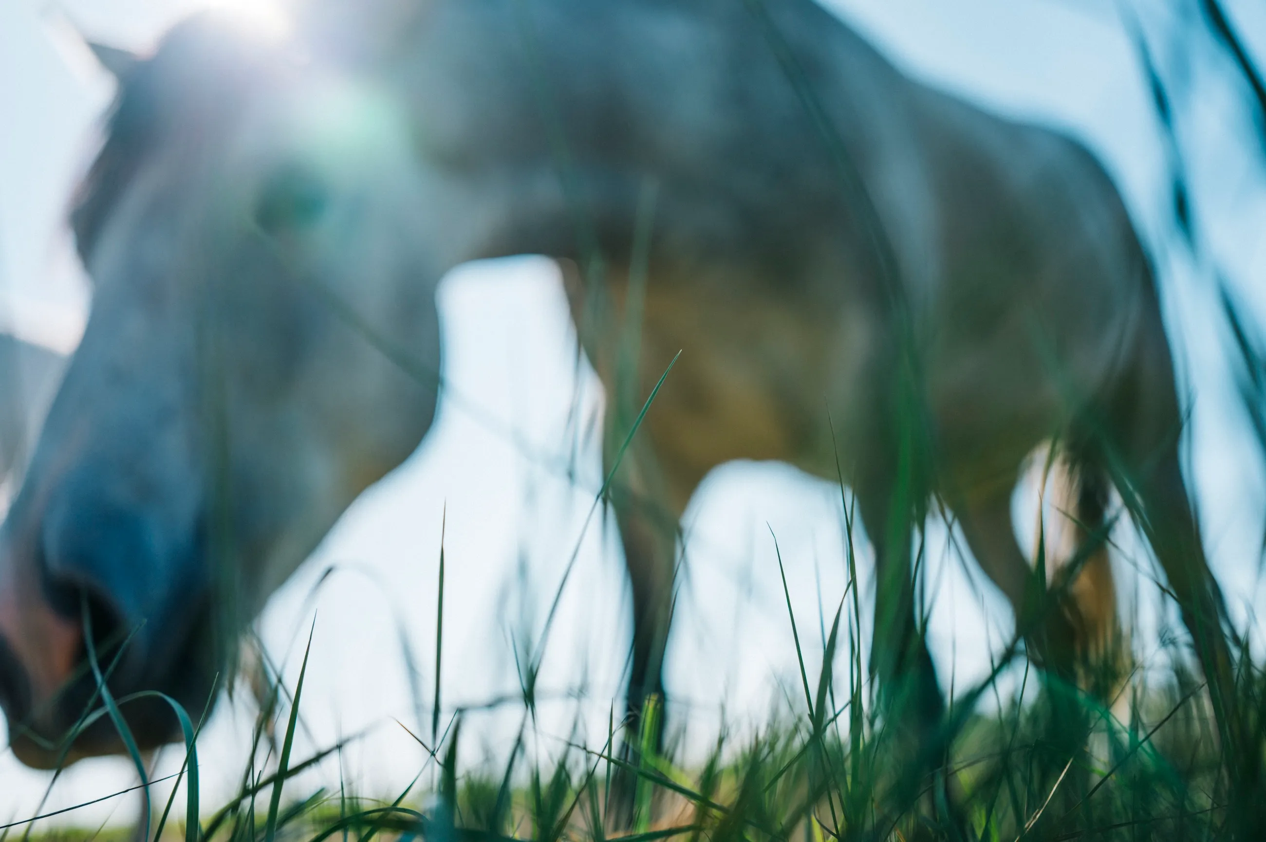 Horse, Arles, 2025.