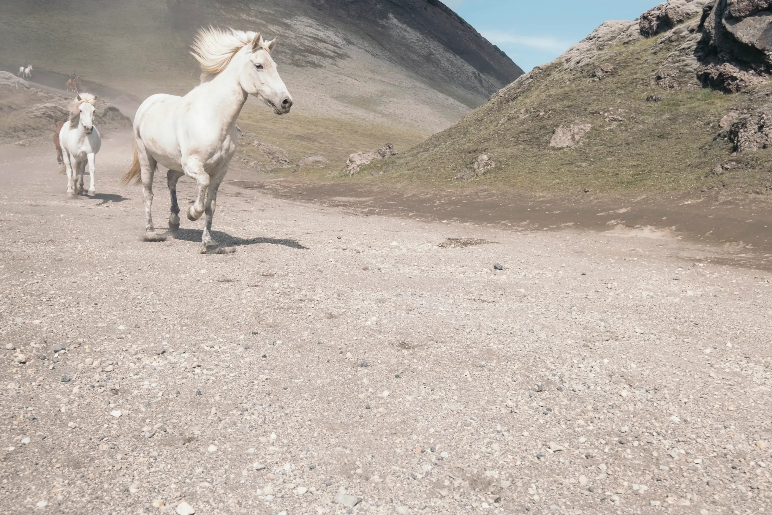 White horses, Islande, 2023.