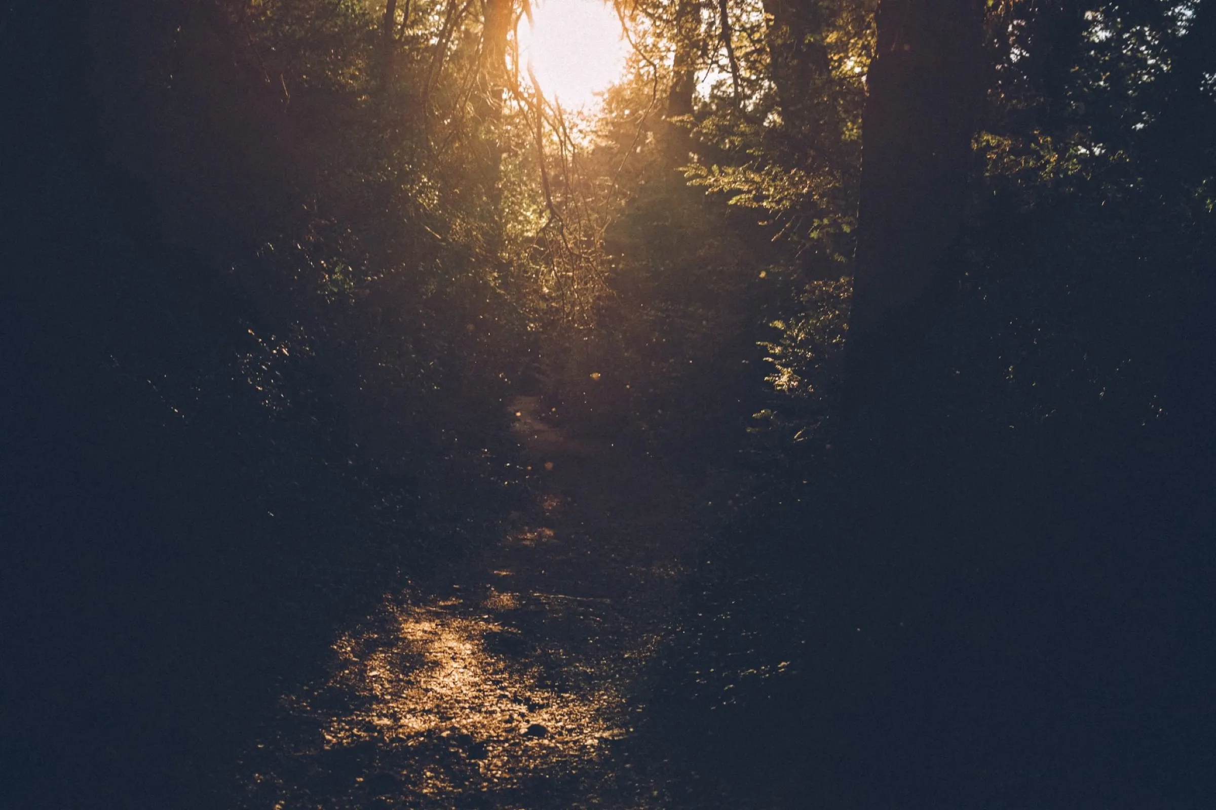 Golden light, La Sainte-Baume, France, 2021.