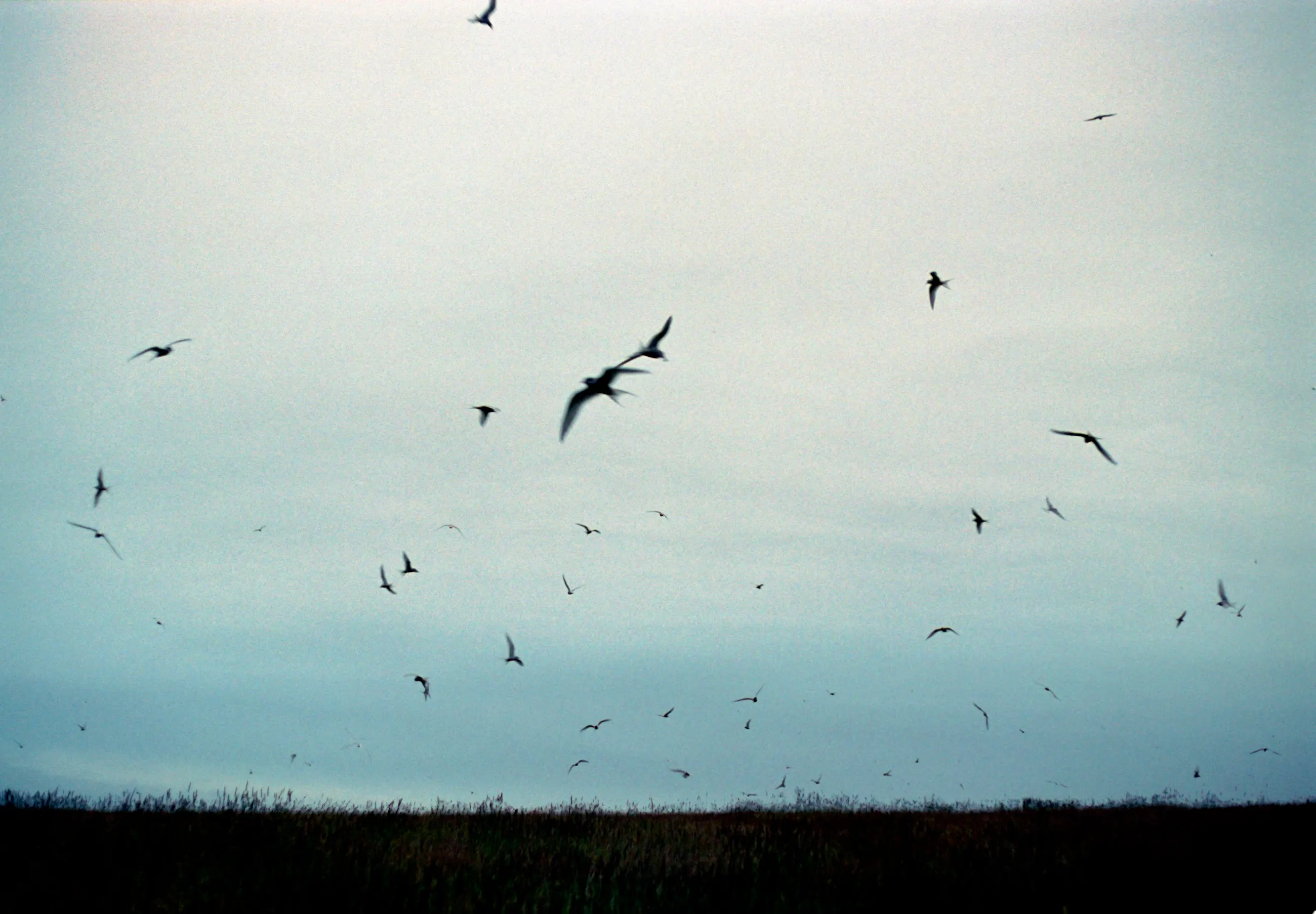 Migration, Islande, 2023.